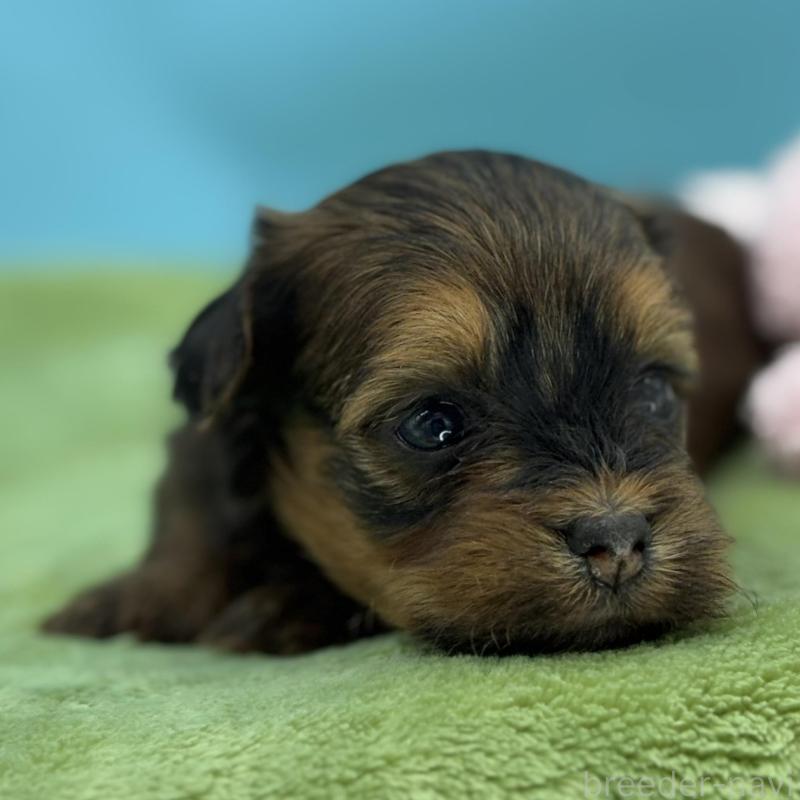 販売中の長野県のハバニーズ-423490の2枚目