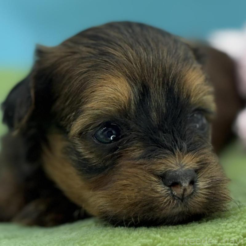 販売中の長野県のハバニーズ-423490