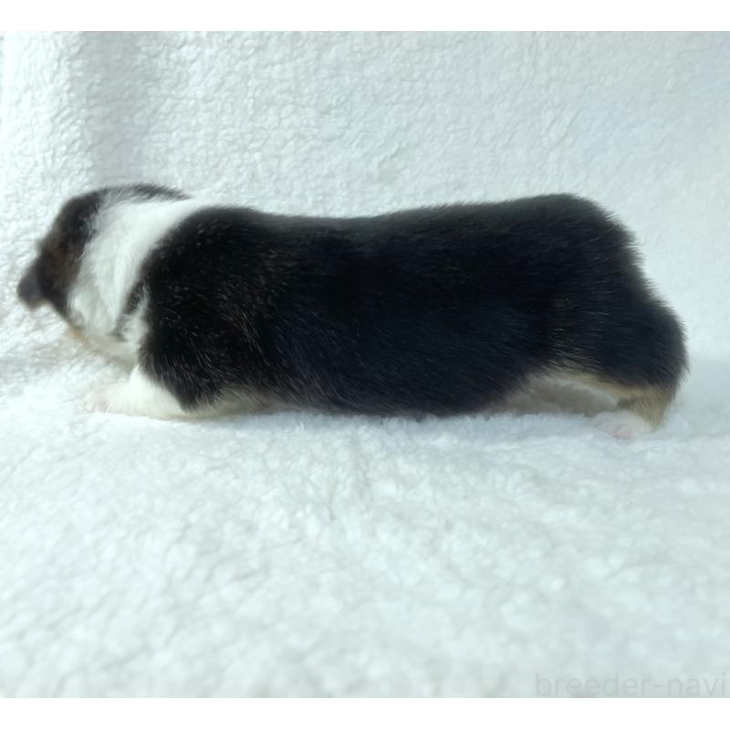 販売中の福岡県のウェルシュコーギーペンブローク-423491の5枚目