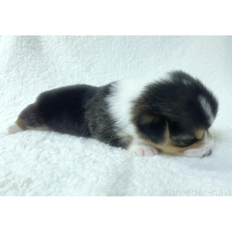 販売中の福岡県のウェルシュコーギーペンブローク-423491の3枚目