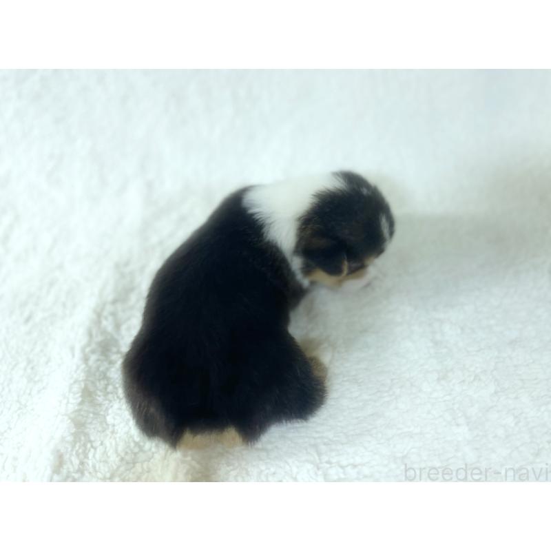 販売中の福岡県のウェルシュコーギーペンブローク-423491の2枚目