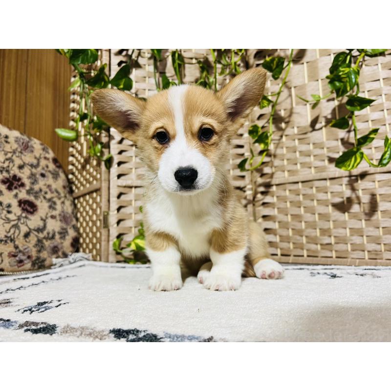 販売中の千葉県のウェルシュコーギーペンブローク-423492