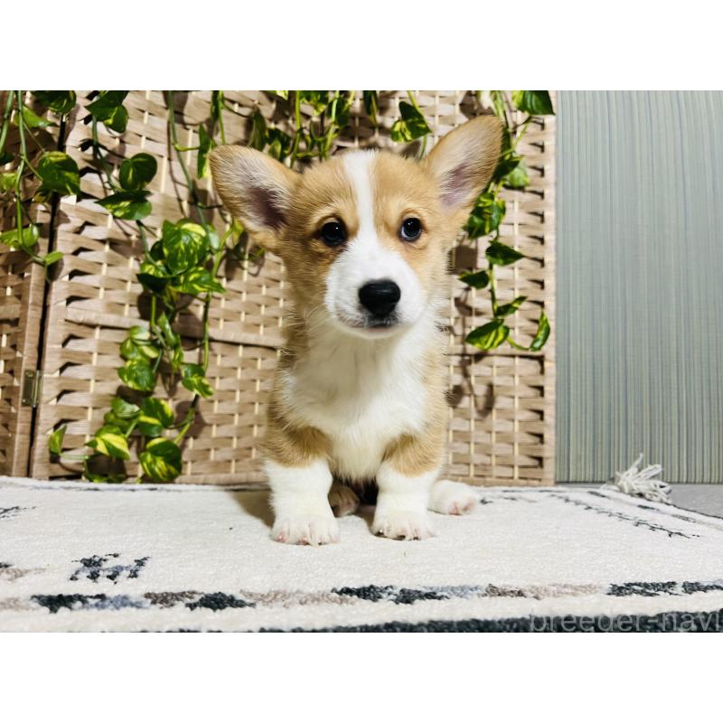 販売中の千葉県のウェルシュコーギーペンブローク-423492の6枚目