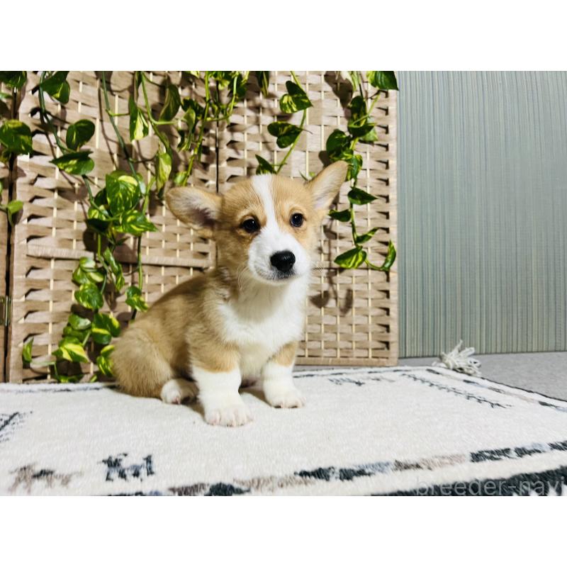 販売中の千葉県のウェルシュコーギーペンブローク-423492の5枚目