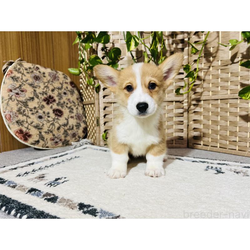 販売中の千葉県のウェルシュコーギーペンブローク-423492の4枚目