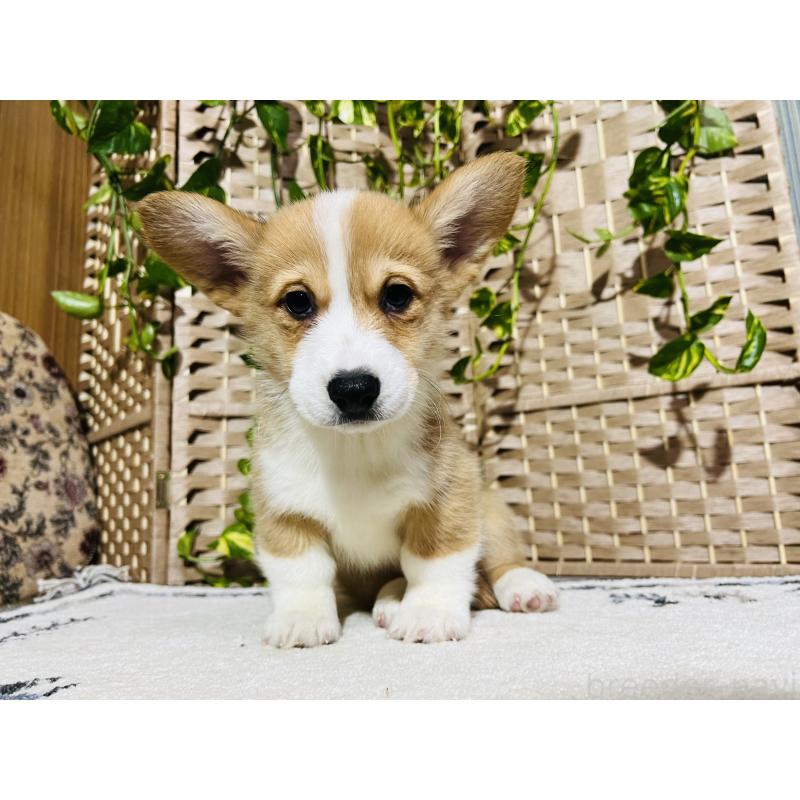 販売中の千葉県のウェルシュコーギーペンブローク-423492の3枚目