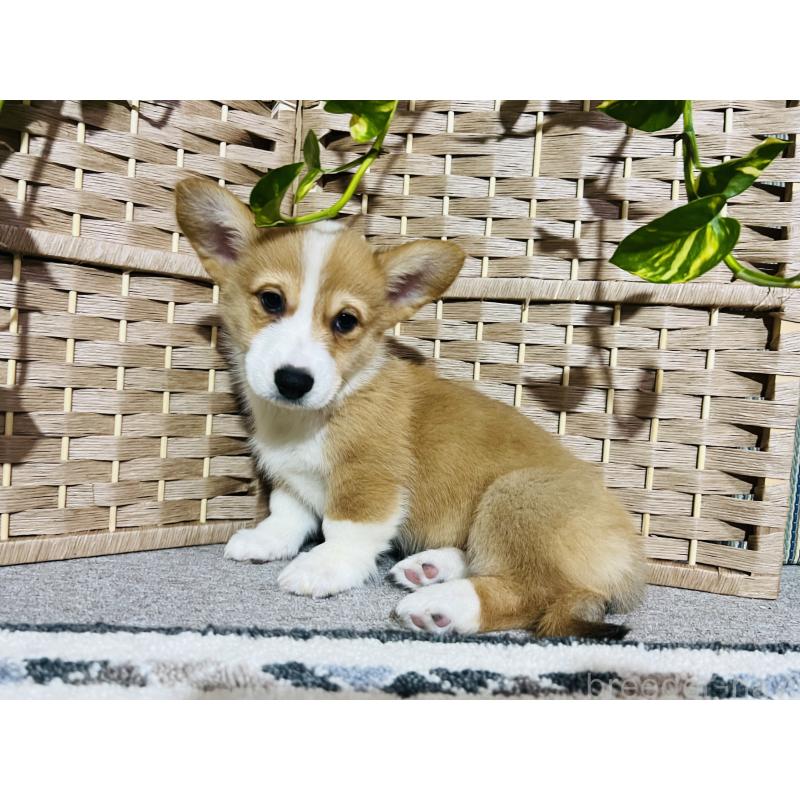 販売中の千葉県のウェルシュコーギーペンブローク-423492の2枚目