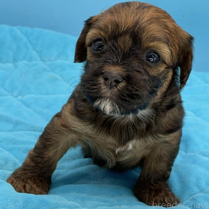 販売中の長野県のハバニーズ-423493の2枚目