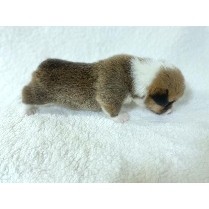 成約済の福岡県のウェルシュコーギーペンブローク-421700の6枚目