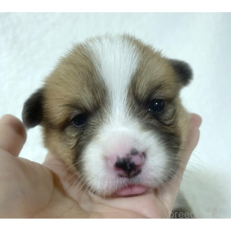 成約済の福岡県のウェルシュコーギーペンブローク-421700の4枚目