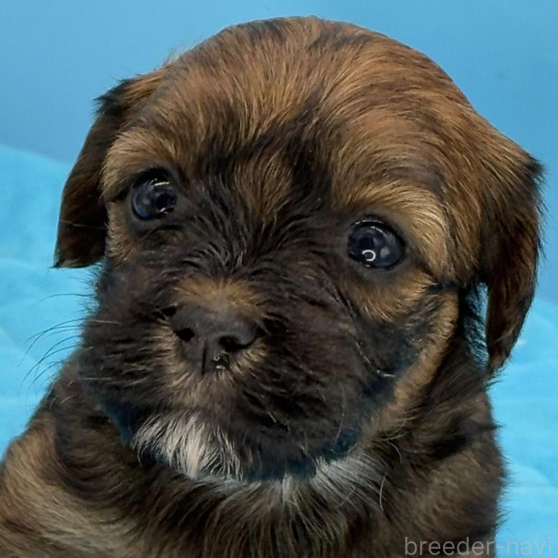 販売中の長野県のハバニーズ-423493