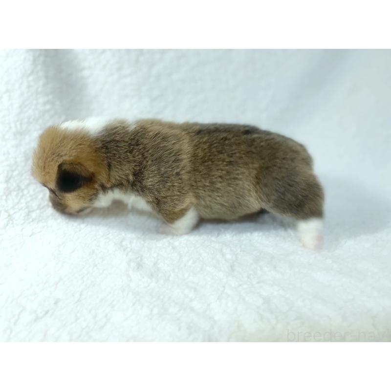 成約済の福岡県のウェルシュコーギーペンブローク-421700の3枚目