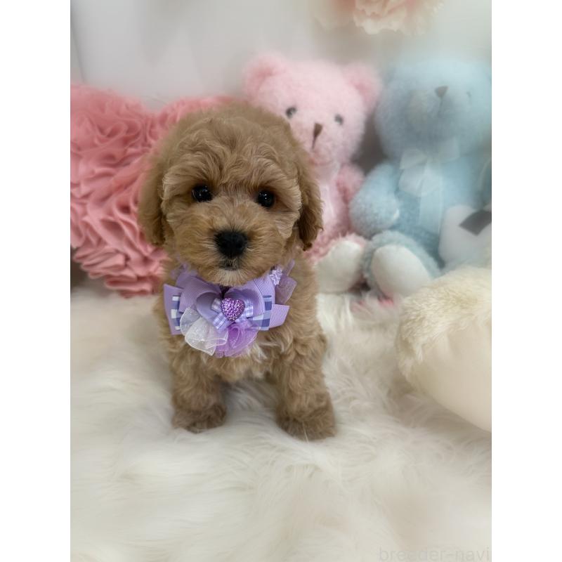 販売中の香川県のビションプー:ビションフリーゼ×トイプードル-417284の11枚目