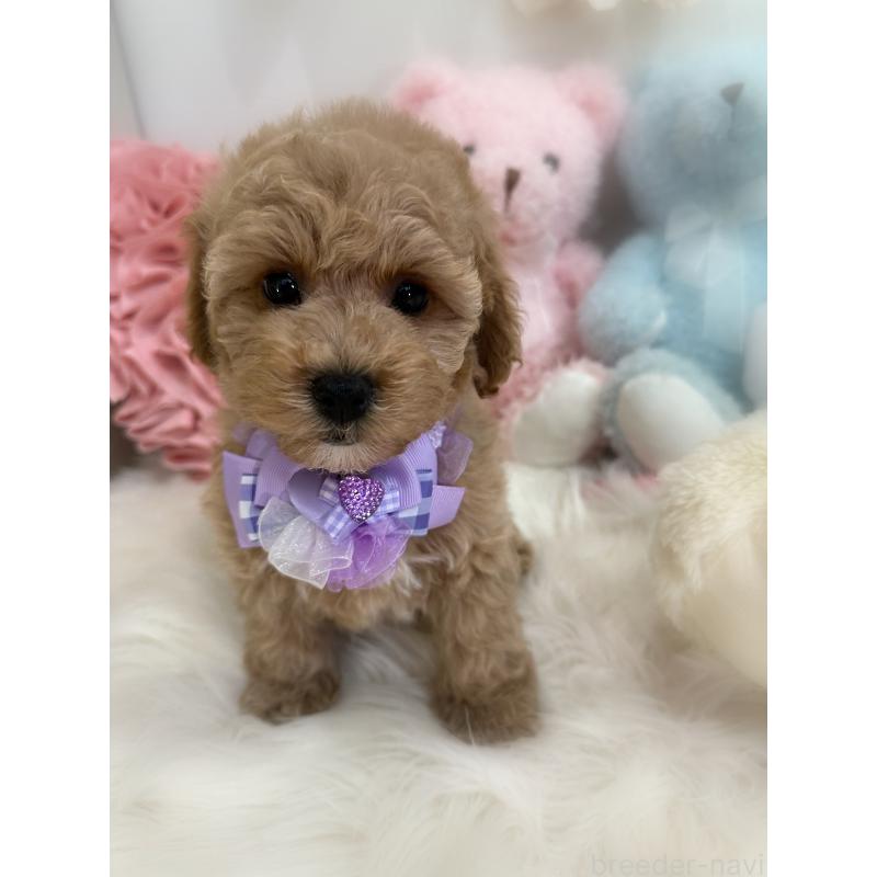 販売中の香川県のビションプー:ビションフリーゼ×トイプードル-417284の10枚目