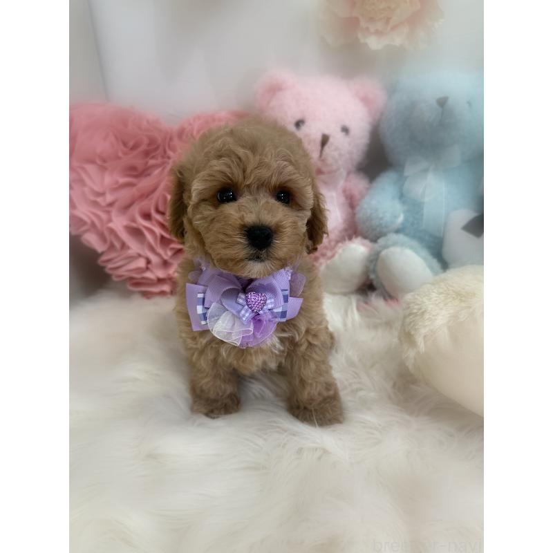 販売中の香川県のビションプー:ビションフリーゼ×トイプードル-417284の9枚目