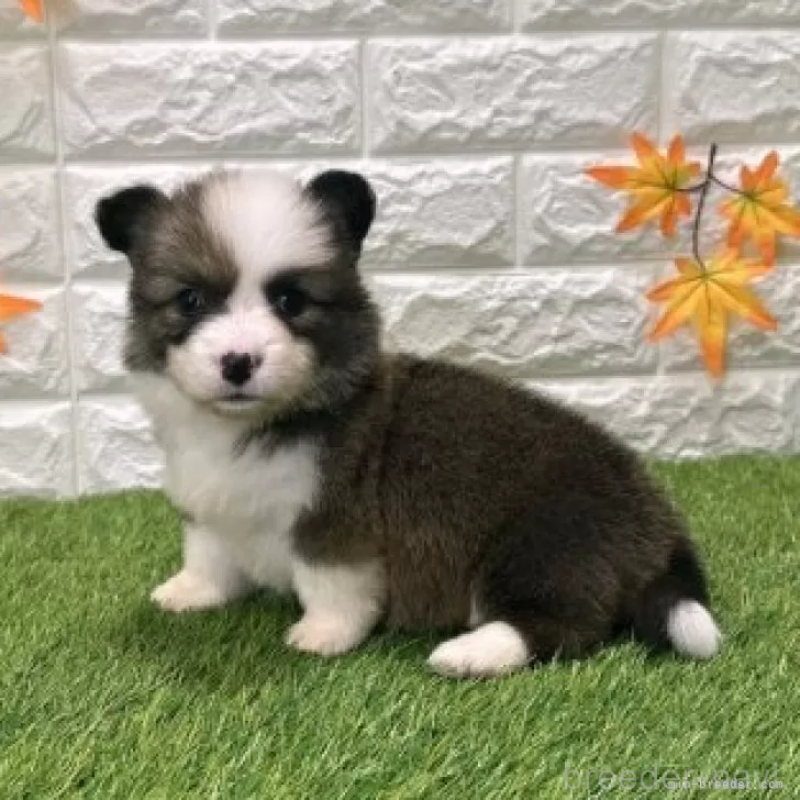 販売中の愛知県のウェルシュコーギーペンブローク-423495の5枚目