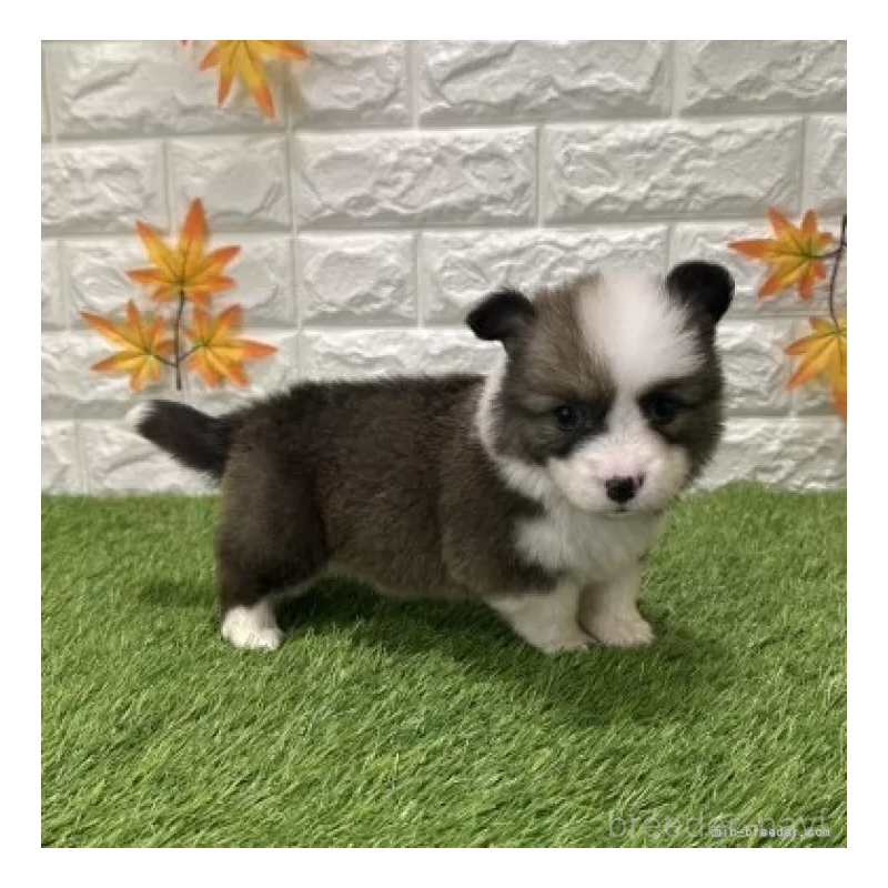 販売中の愛知県のウェルシュコーギーペンブローク-423495の4枚目