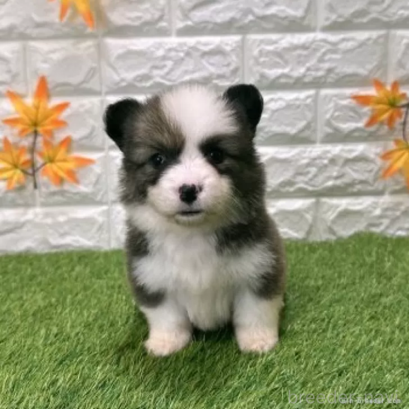 販売中の愛知県のウェルシュコーギーペンブローク-423495の3枚目