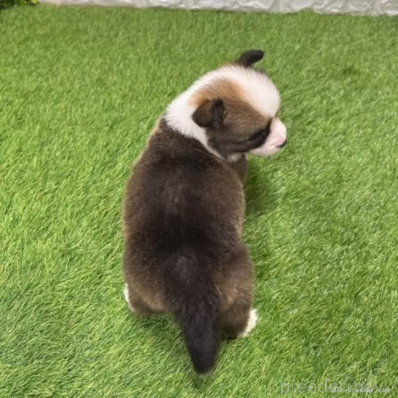 販売中の愛知県のウェルシュコーギーペンブローク-423495の2枚目