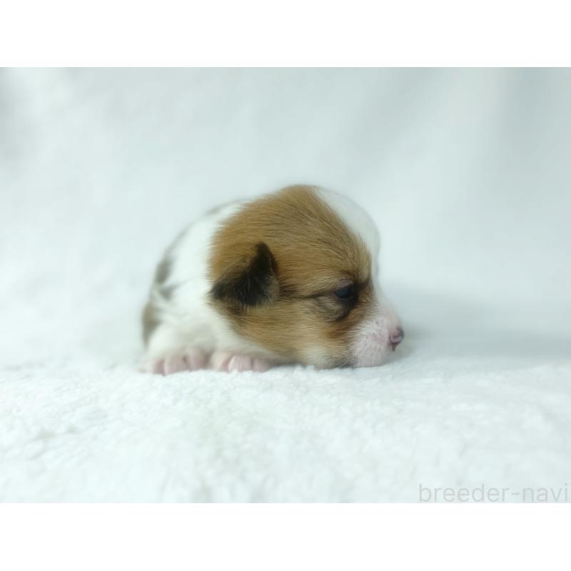 販売中の福岡県のウェルシュコーギーペンブローク-423494の5枚目