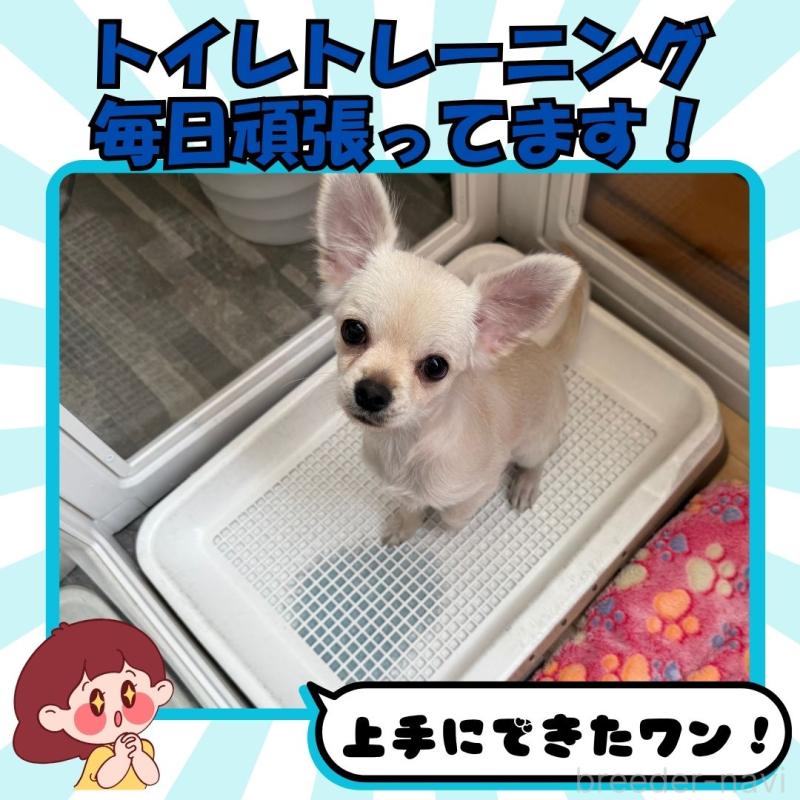 販売中の静岡県のチワワ(ロングコート)-409694の4枚目