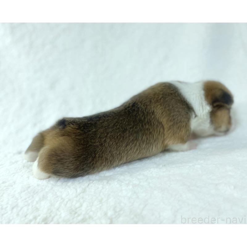 販売中の福岡県のウェルシュコーギーペンブローク-423494の4枚目