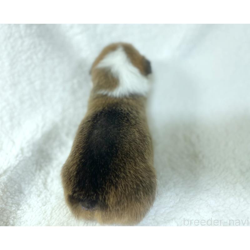 販売中の福岡県のウェルシュコーギーペンブローク-423494の3枚目