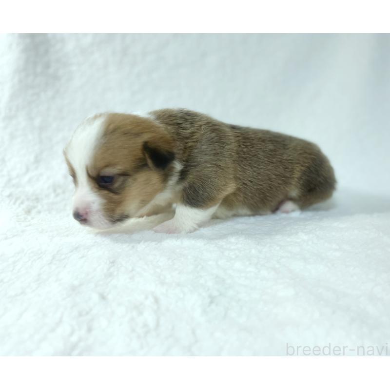 販売中の福岡県のウェルシュコーギーペンブローク-423494の2枚目