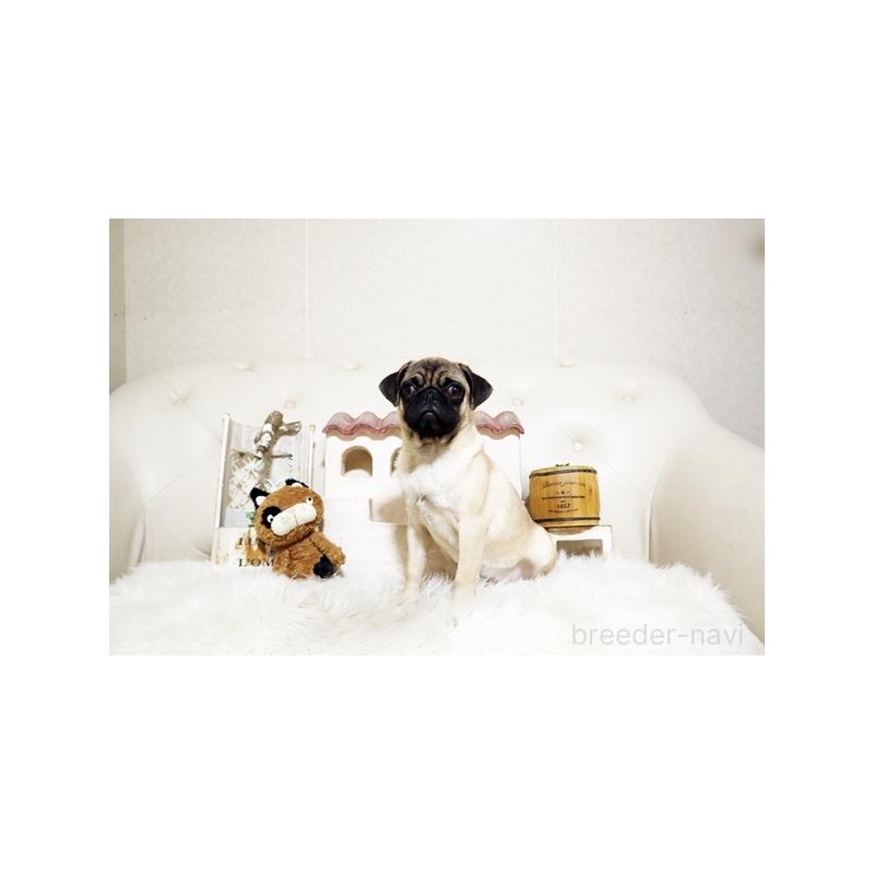 販売中の佐賀県のパグ-401151の5枚目