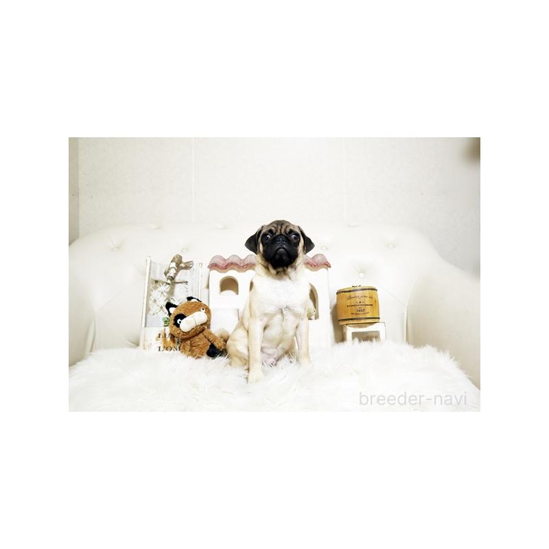 販売中の佐賀県のパグ-401151の3枚目