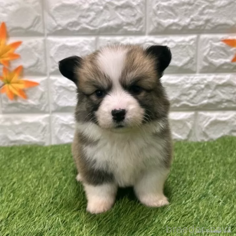 販売中の愛知県のウェルシュコーギーペンブローク-423497の1枚目