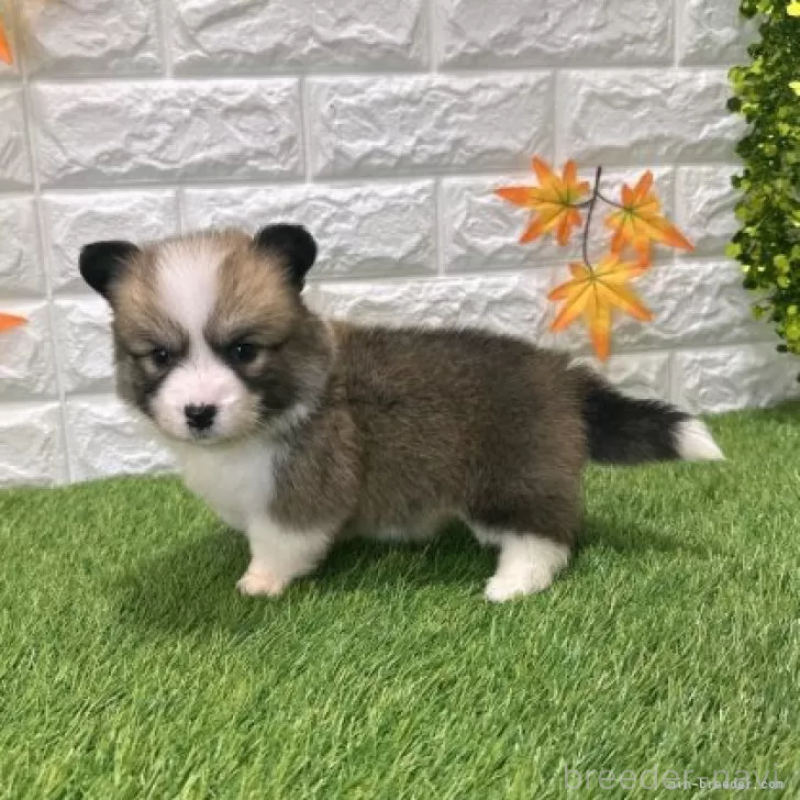 販売中の愛知県のウェルシュコーギーペンブローク-423497の5枚目