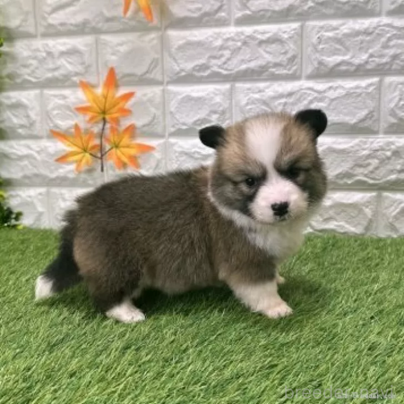 販売中の愛知県のウェルシュコーギーペンブローク-423497の4枚目