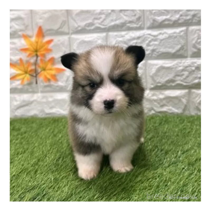 販売中の愛知県のウェルシュコーギーペンブローク-423497の3枚目