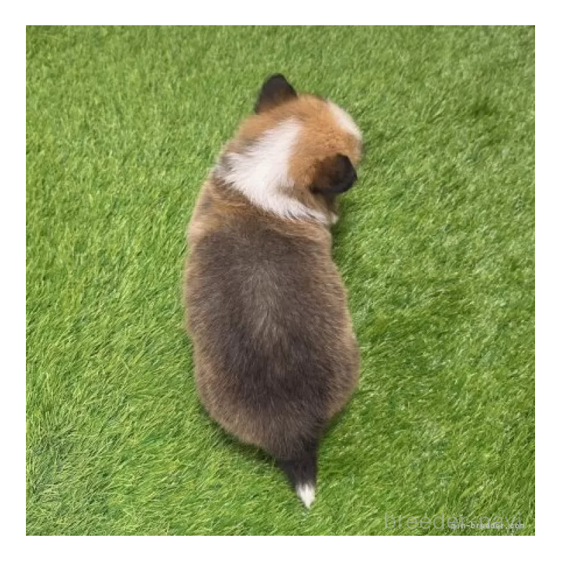 販売中の愛知県のウェルシュコーギーペンブローク-423497の2枚目