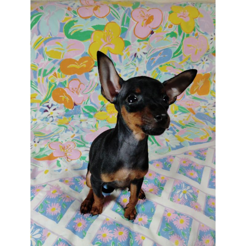 販売中の大阪府のミニチュアピンシャー(ミニピン)-419348の7枚目