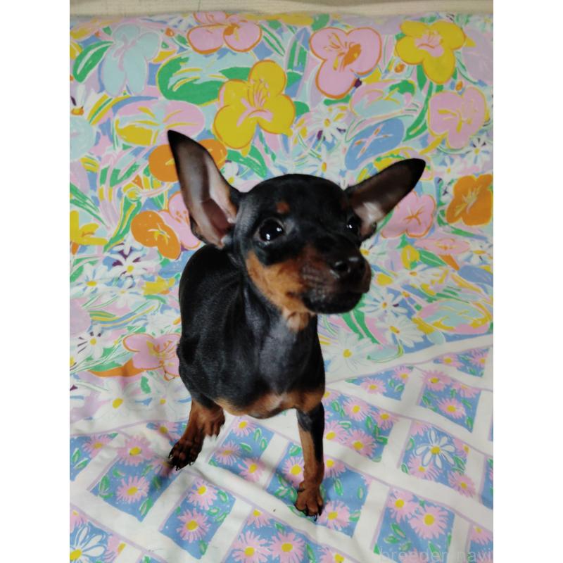 販売中の大阪府のミニチュアピンシャー(ミニピン)-419348の6枚目