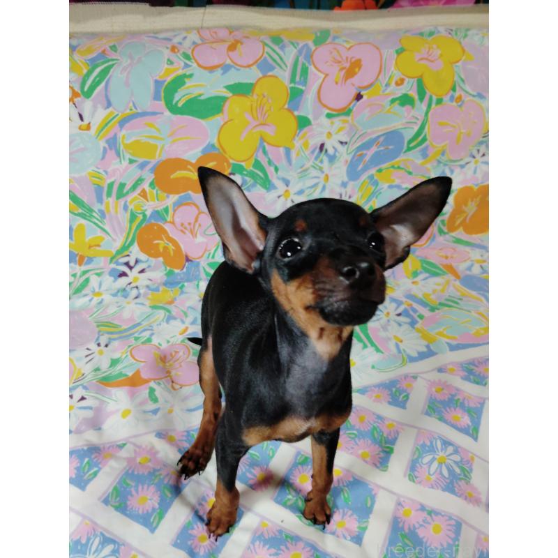 販売中の大阪府のミニチュアピンシャー(ミニピン)-419348の5枚目