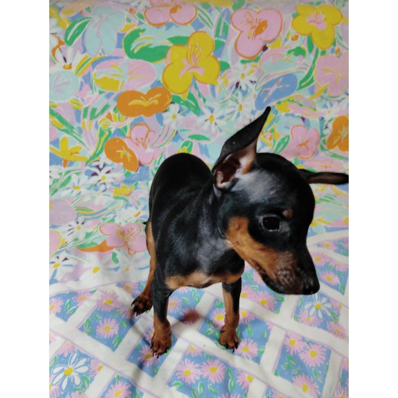 販売中の大阪府のミニチュアピンシャー(ミニピン)-419348の4枚目