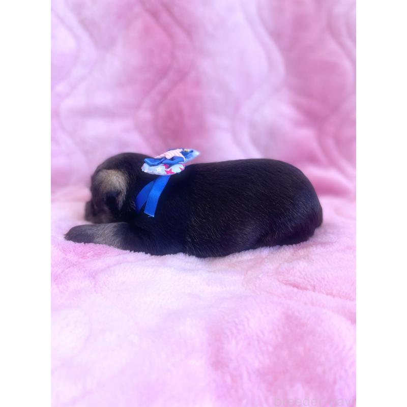 成約済の福岡県のミニチュアシュナウザー-421694の6枚目