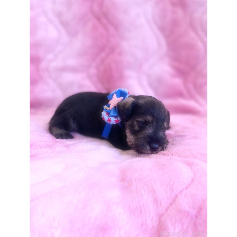 成約済の福岡県のミニチュアシュナウザー-421694の5枚目