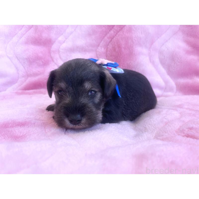 成約済の福岡県のミニチュアシュナウザー-421694の4枚目