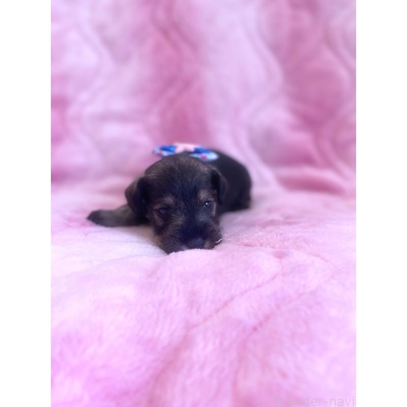 成約済の福岡県のミニチュアシュナウザー-421694の3枚目