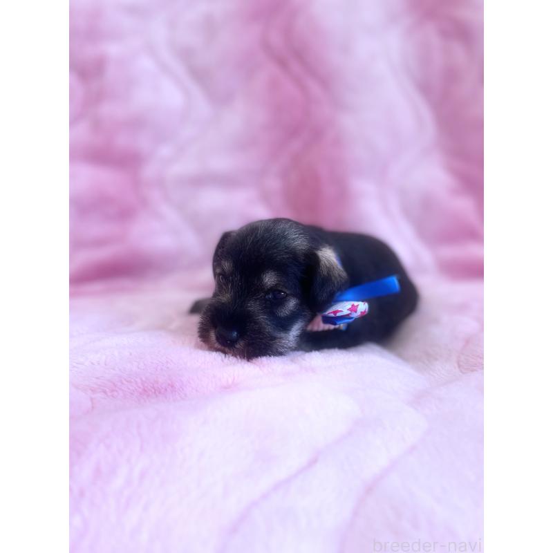 成約済の福岡県のミニチュアシュナウザー-421694の2枚目