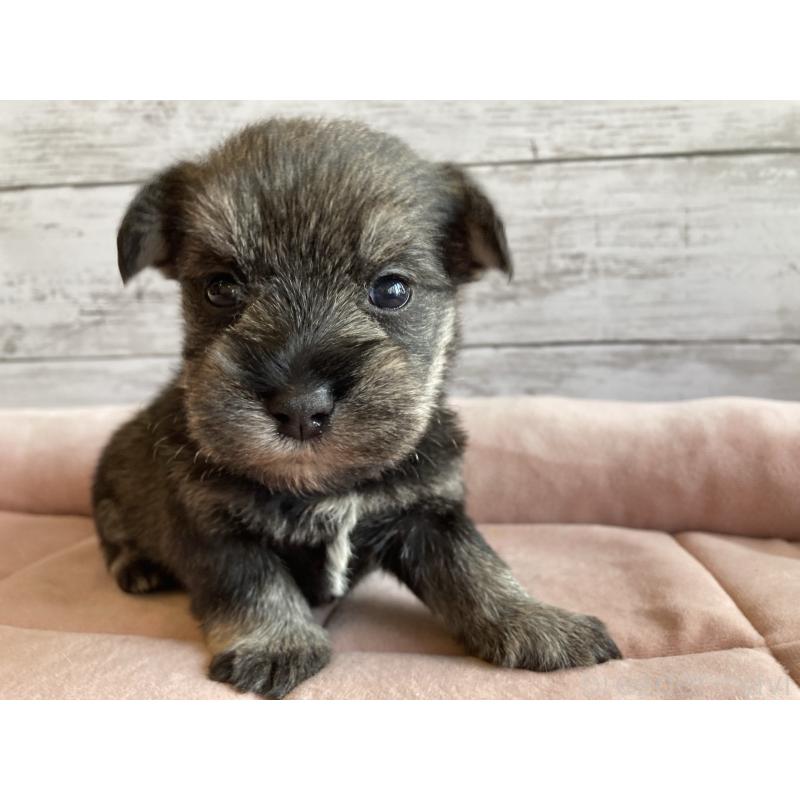 販売中の北海道のマルシュナ:マルチーズ×ミニチュアシュナウザー-423498の5枚目