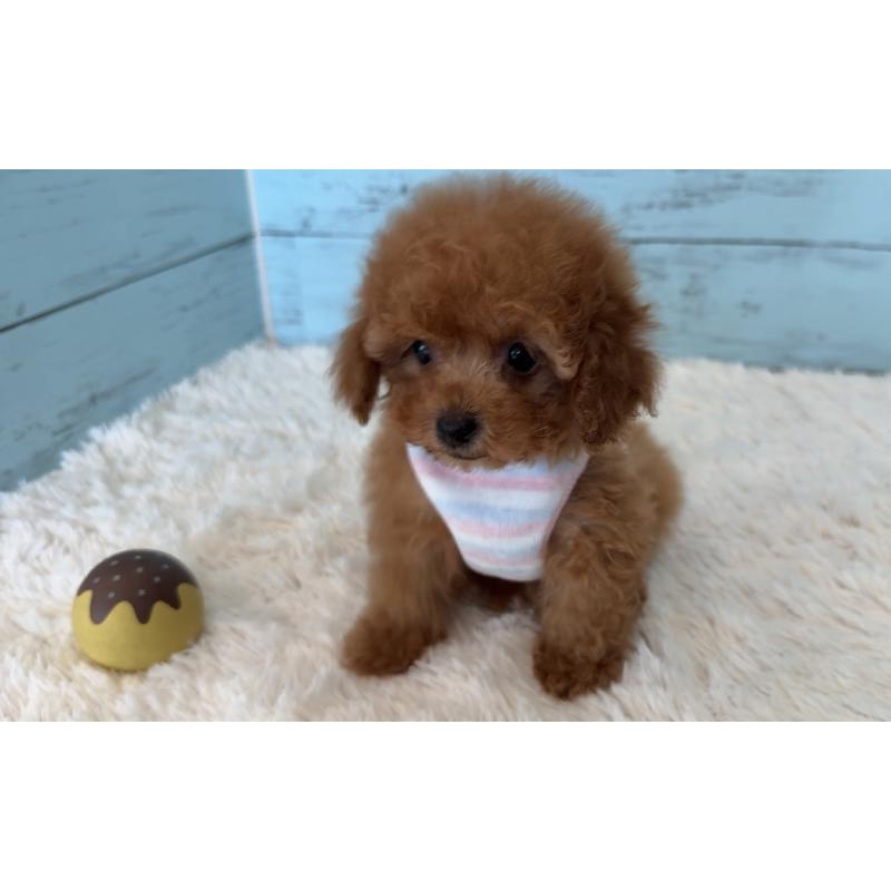 販売中の埼玉県のタイニープードル-423501の25枚目