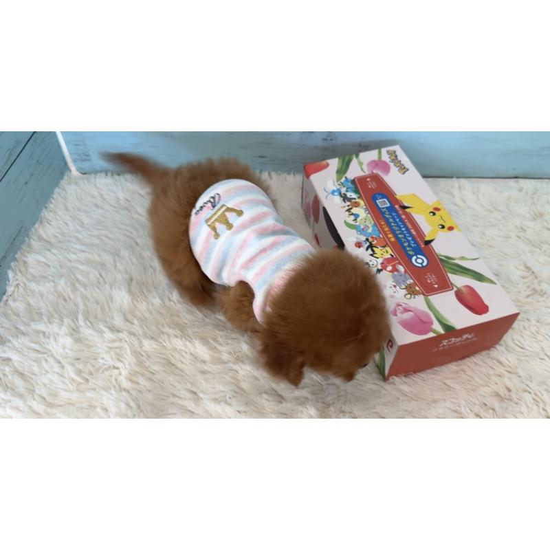 販売中の埼玉県のタイニープードル-423501の23枚目