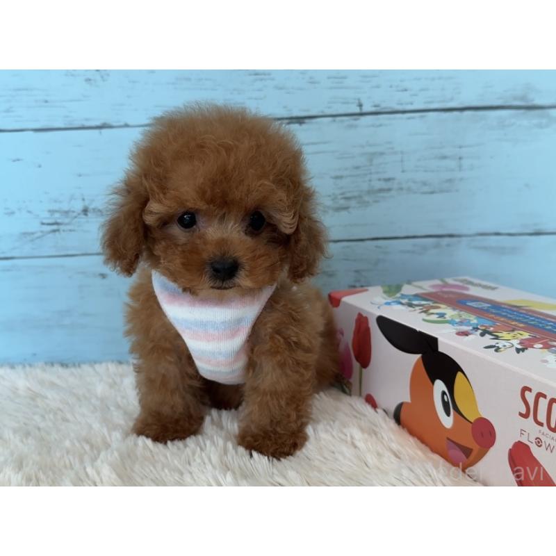 販売中の埼玉県のタイニープードル-423501の22枚目