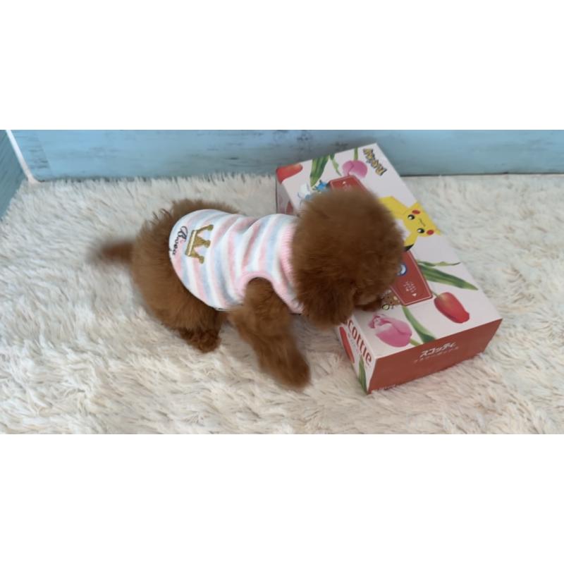 販売中の埼玉県のタイニープードル-423501の21枚目