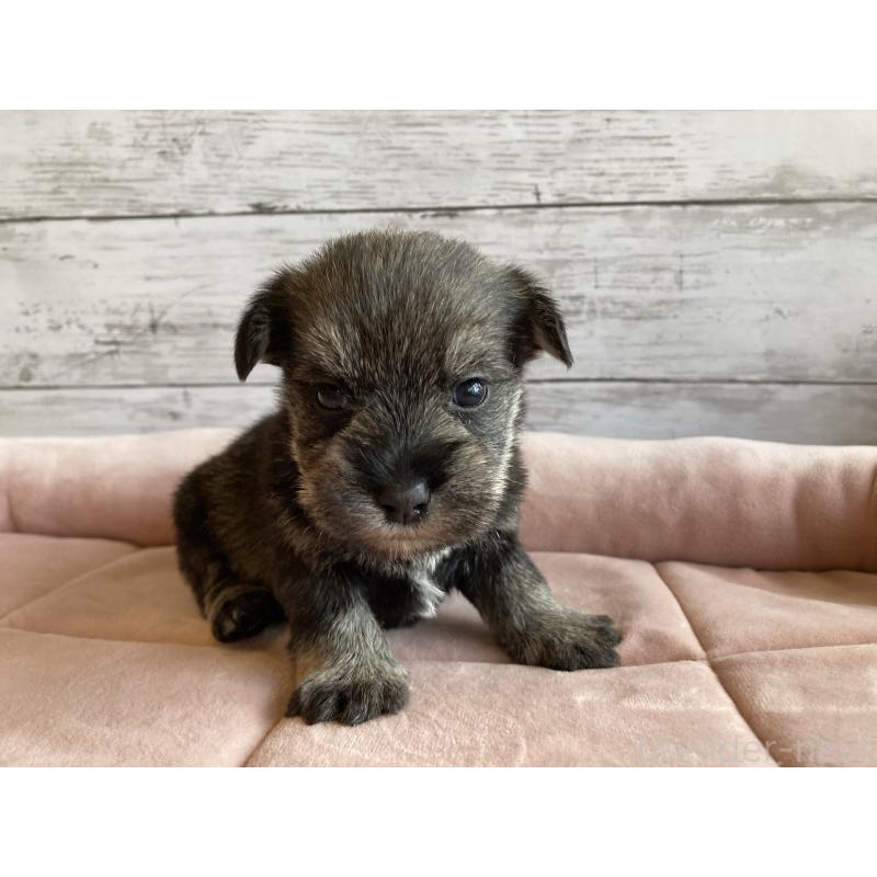 販売中の北海道のマルシュナ:マルチーズ×ミニチュアシュナウザー-423498の4枚目